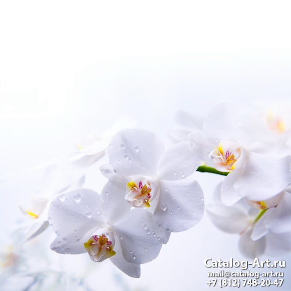 White orchids 52
